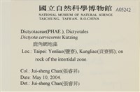 鹿角網地藻藏品圖，第2張