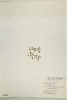 鹿角網地藻藏品圖，第3張