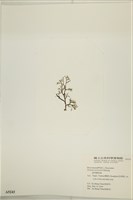 鹿角網地藻藏品圖，第3張