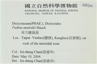南方團扇藻藏品圖，第2張