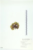 南方團扇藻藏品圖，第3張