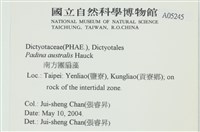 南方團扇藻藏品圖，第2張