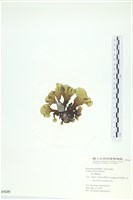 南方團扇藻藏品圖，第3張