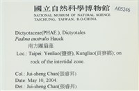 南方團扇藻藏品圖，第2張