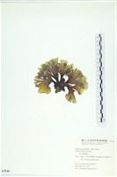 南方團扇藻藏品圖，第3張