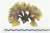 南方團扇藻藏品圖，第1張