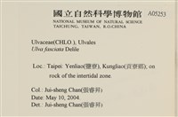長片石蓴, 裂片石蓴藏品圖，第2張