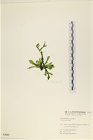 長片石蓴, 裂片石蓴藏品圖，第1張