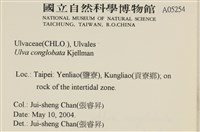 茶花石蓴, 牡丹菜藏品圖，第2張