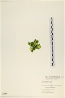 茶花石蓴, 牡丹菜藏品圖，第3張