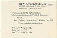 網球藻藏品圖，第2張