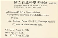 網球藻藏品圖，第2張