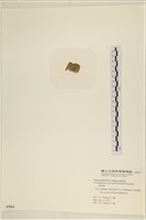 網球藻藏品圖，第3張