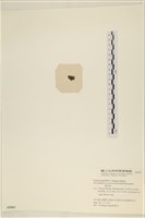 網球藻藏品圖，第3張
