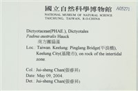 南方團扇藻藏品圖，第2張