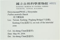 南方團扇藻藏品圖，第2張