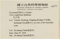茶花石蓴, 牡丹菜藏品圖，第2張