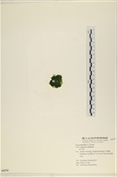 茶花石蓴, 牡丹菜藏品圖，第3張