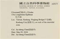 茶花石蓴, 牡丹菜藏品圖，第2張