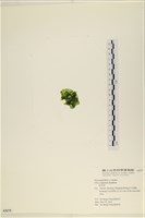 茶花石蓴, 牡丹菜藏品圖，第3張