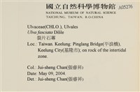 長片石蓴, 裂片石蓴藏品圖，第2張