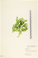 長片石蓴, 裂片石蓴藏品圖，第1張