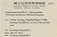 指枝藻藏品圖，第2張