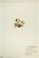 網目藻藏品圖，第3張