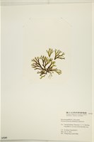 網目藻藏品圖，第3張