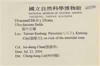 長片石蓴, 裂片石蓴藏品圖，第2張