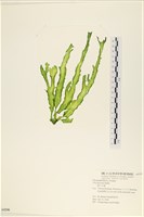 長片石蓴, 裂片石蓴藏品圖，第1張