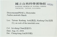 南方團扇藻藏品圖，第2張