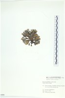 南方團扇藻藏品圖，第3張