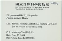 南方團扇藻藏品圖，第2張