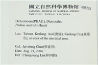 南方團扇藻藏品圖，第2張