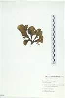 南方團扇藻藏品圖，第3張