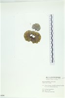 登錄號:A00005294藏品圖，第1張