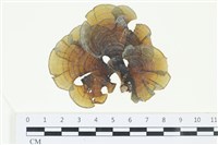 登錄號:A00005296藏品圖，第1張