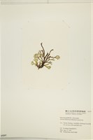 網目藻藏品圖，第3張