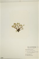 網目藻藏品圖，第3張