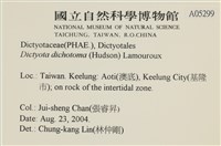 網目藻藏品圖，第2張