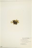 網目藻藏品圖，第3張