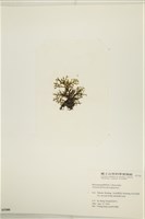 登錄號:A00005300藏品圖，第3張