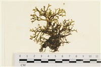 登錄號:A00005300藏品圖，第1張
