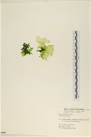 石蓴藏品圖，第3張