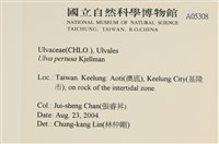 石蓴藏品圖，第2張