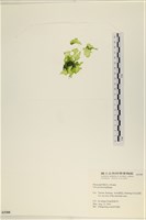 石蓴藏品圖，第3張