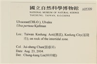 石蓴藏品圖，第2張