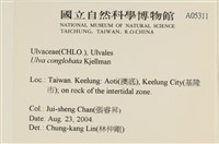 茶花石蓴, 牡丹菜藏品圖，第2張