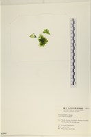 茶花石蓴, 牡丹菜藏品圖，第1張